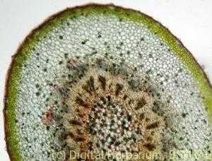 Jackfruit stem
