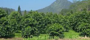 Coffee_trees_farm_USDAgov_wikicommons_CROPPED