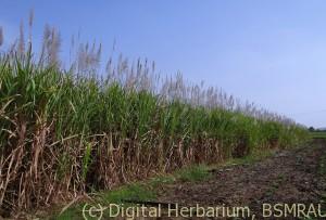 sugarcane-253203_640