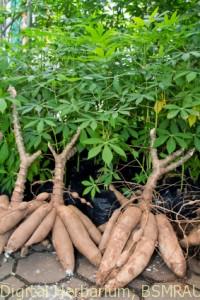 Cassava-Root1