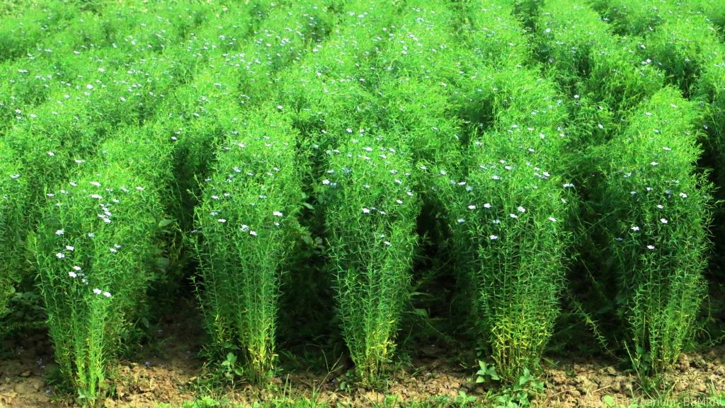 Linseed – Digital Herbarium of Crop Plants