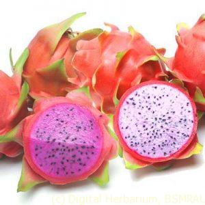 dragon-fruits-grown-in-bangladesh-for-the-first-time-145