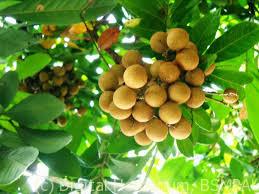 longan-fruit