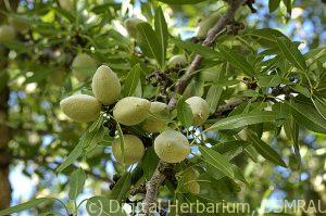 sweet-almond-tree-prunus-dulcis-580