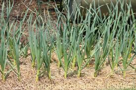 garlic-plant