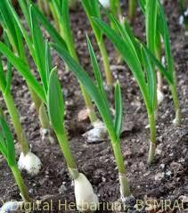 garlic-seedling