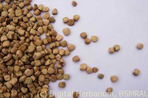 Grass pea seeds1.preview