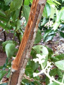 cinnamon-tree-trunk