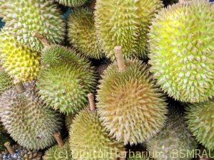 durian-fruit