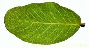 Daua leaf dorsal