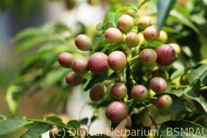 Fruit Karipata