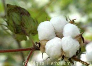 cotton-1_medium