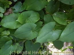 dioscorea-alata-plant