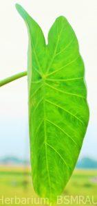 k1600_kochu-variety-bordhoman-leaf-dorsal