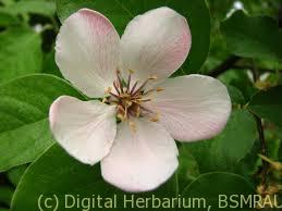 quince-flower
