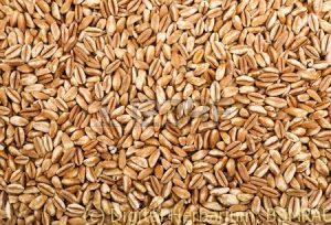 splet-wheat-grain