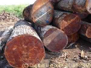 mahogany-logs-300x225