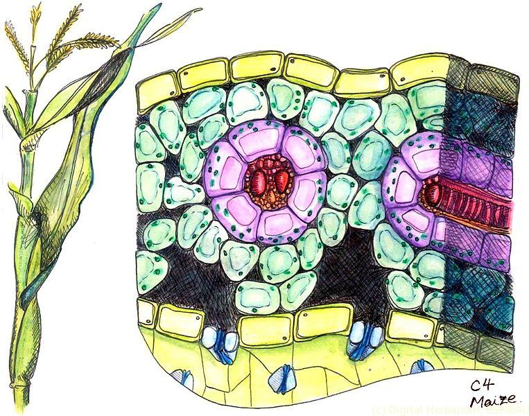 Maize Anatomy Digital Herbarium Of Crop Plants