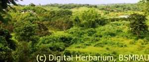 Jaral Roots Jarul – Digital Herbarium of Crop Plants
